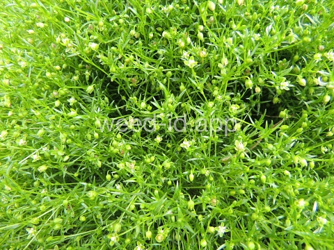pearlwort, dwarf